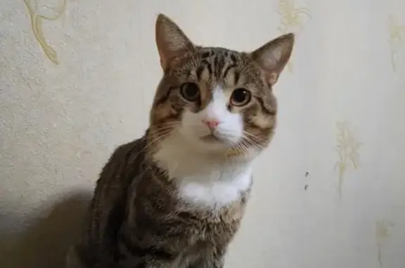 Пропал кот Кузя, пр. Ленина 27, Стерлитамак