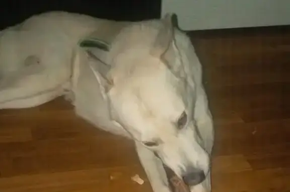 Собаки потеряшки, , фото: Потеряшка собака, 46Н-01994, Семёновская