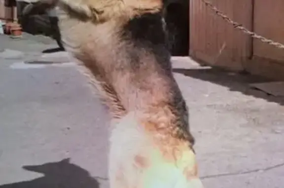 Пропала собака на 2-й Придорожной, 5