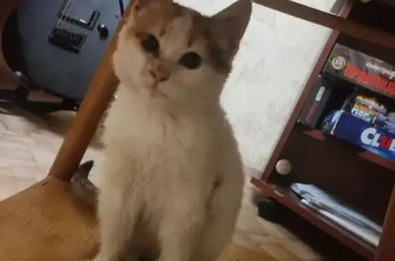 Найдена кошка, Астрахань, фото: Кошка найдена: ул. Куликова, 52, Астрахань