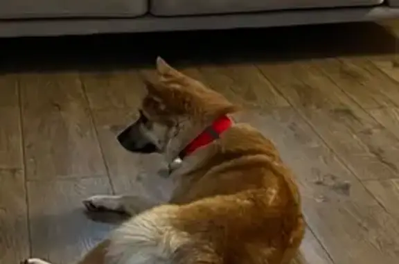 Собаки потеряшки, Липецк, фото: Потеряшка собака на Окружном шоссе, Липецк