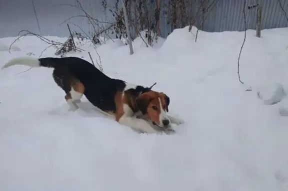 Пропала собака, Мостовое, Удмуртия