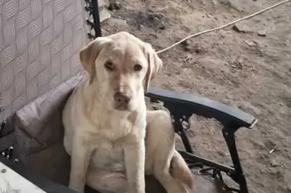 Собаки потеряшки, , фото: Потеряшка собака на ул. Гагарина, Инза