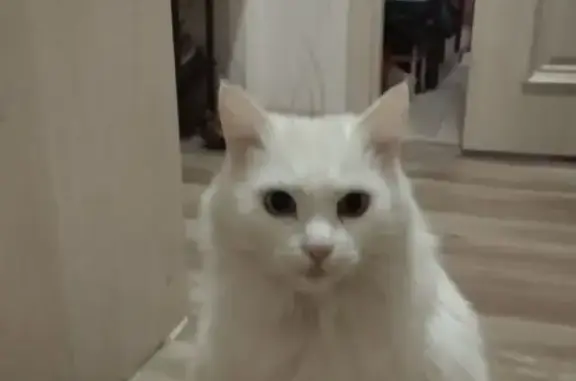 Кошки потеряшки, Вологда, фото: Потеряшка кошка, ул. Солодунова, Вологда