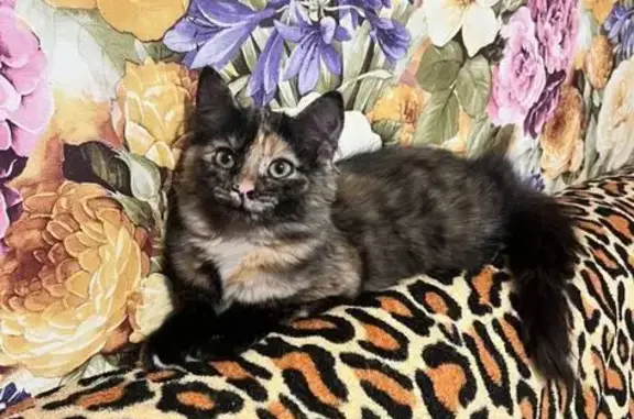 Пропала кошка, Социалистическая 8, Пермь