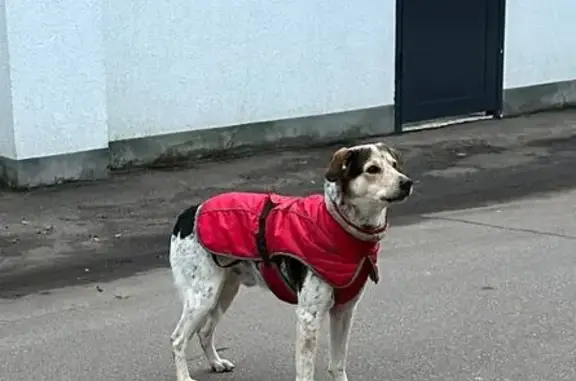 Найдена собака, Коммунарка, 18