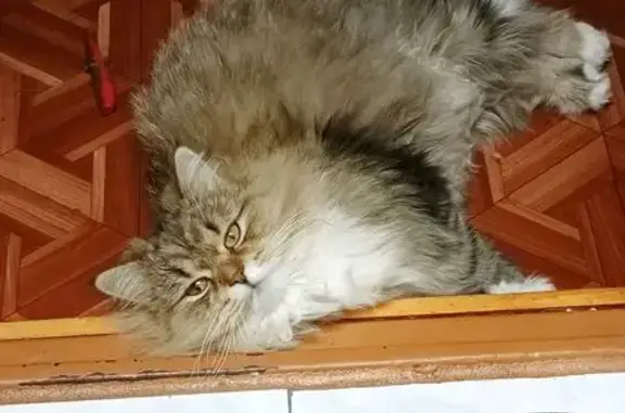 Пушистая, с белыми лапками и воротничком, ушла на улицу и не вернулась домой