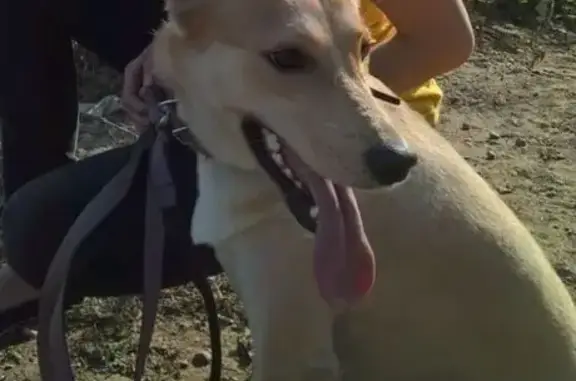 Собаки потеряшки, Бердск, фото: Потеряшка собака, ул. Ленина 52, Бердск