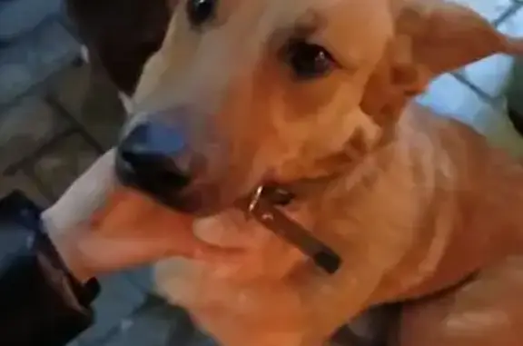 Найдена собака, Пенза, фото: Найдена собака, ул. Кирова 73/23а, Пенза