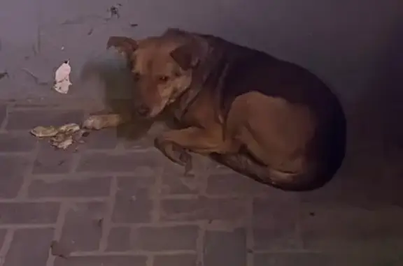 Найдена собака, Краснодар, фото: Найдена собака, ул. Маяковского 133/1