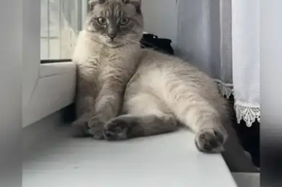 Кошки потеряшки, Каменное, фото: Потеряшка кошка, Медовая ул. 32, Каменное