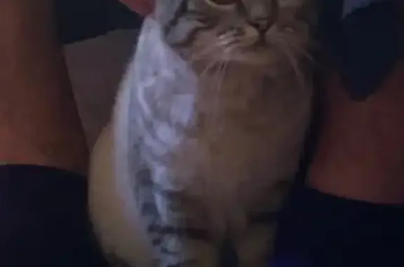 Пропала кошка на Луначарского, 45, Валуйки