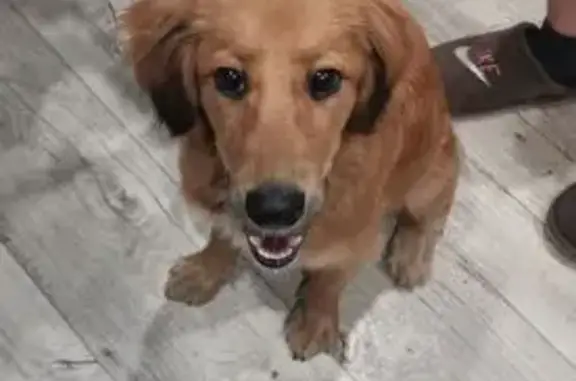 Найдена собака, Орск, фото: Собака найдена: ул. Волкова 3, Орск