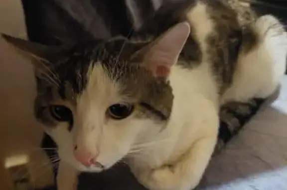 Найдена кошка, Пермь, фото: Кошка найдена: Петропавловская 91, Пермь