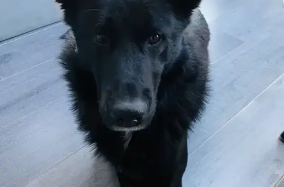 Собаки потеряшки, Челябинск, фото: Потеряшка собака, Ласковый пер., 2, Челябинск