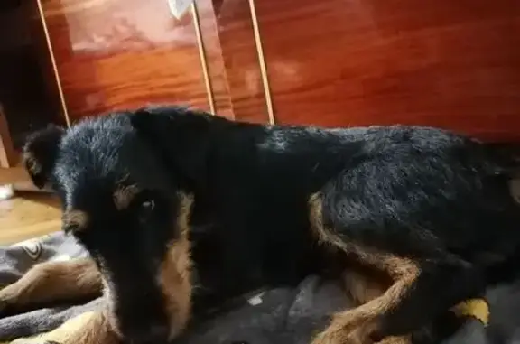 Найдена собака, Ялта, фото: Найден ягдтерьер, Киевская 4, Ялта