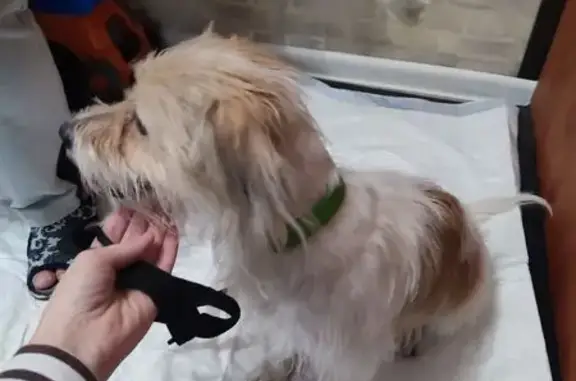 Найдена собака, Москва, фото: Найдена собака на Ангарской улице, Москва