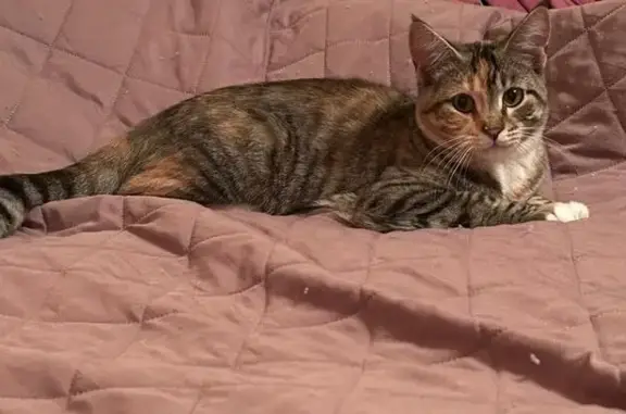 Кошки потеряшки, Московская область, фото: Потеряшка кошка, Серпухов, МО