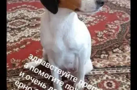 Собаки потеряшки, Саратов, фото: Потеряшка собака, 1-й Динамовский пр., 19