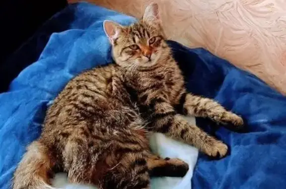 Найдена кошка, Белгород, фото: Трехцветный котенок найден на Газовиков