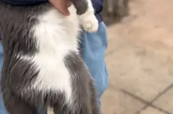 Пропала кошка, Абрикосовая ул., Оренбург