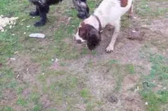 Найдена собака, Михайловка, фото: Собаки найдены: Суздальская ул, 7, Михайловка