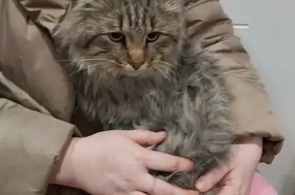Найдена кошка, Новая Тура, фото: Кошка найдена: Озёрная ул., 8Б, Новая Тура