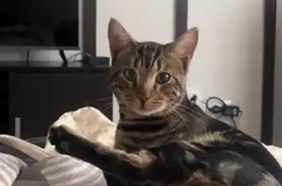 Кошки потеряшки, Павлово, фото: Потеряшка кот Бакс, ул. Урицкого 97, Павлово