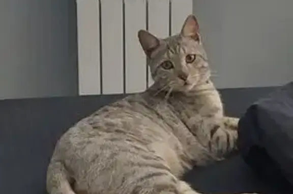 Пропала кошка, Тула, Тульская область