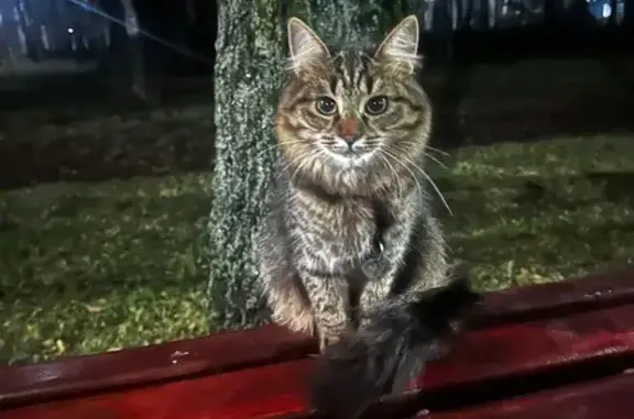 Найдена кошка, Тула, фото: Кошка найдена в Центральном Парке, Тула