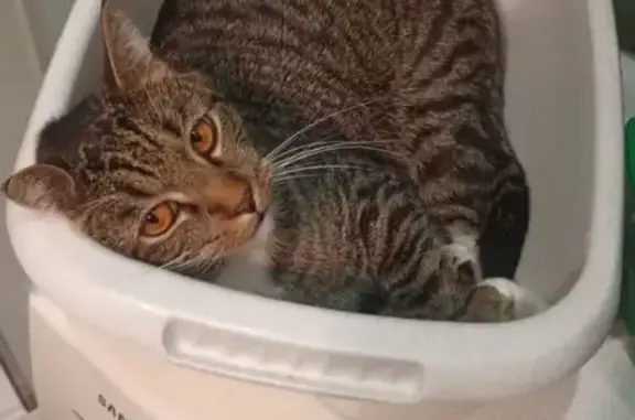 Пропала кошка, ул. Крупской, Рязань