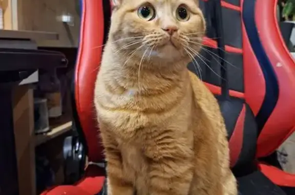 Найдена кошка, Северодвинск, фото: Найдена кошка, Первомайская 53, Северодвинск