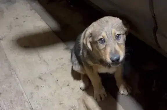 Найдена собака, , фото: Щенок найден на выезде из Мантурово