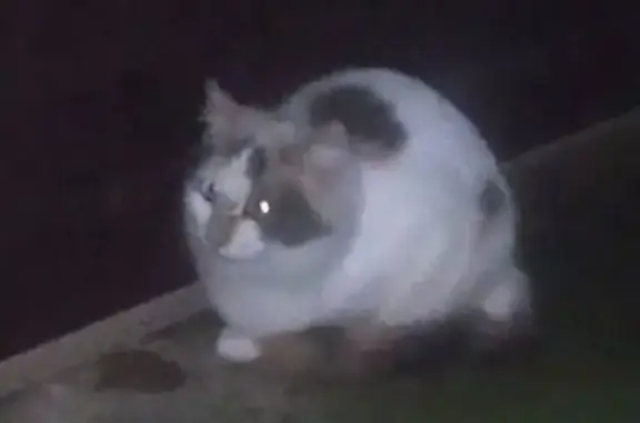 Найдена кошка, Волжский, фото: Кошка найдена, ул. Нариманова 6А, Волжский