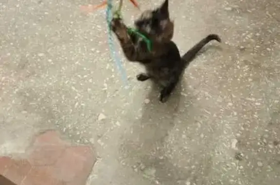 Кошка найдена: Волоколамский пр., 6 к1