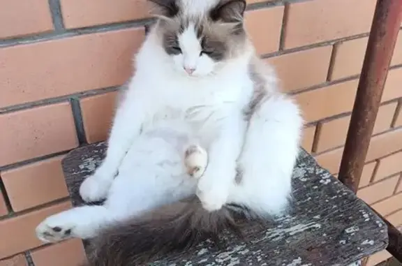 Кошка пропала: Озёрная ул, 5А, Кирилловский