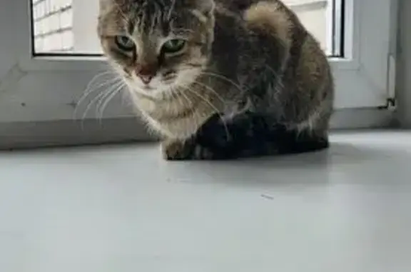 Найдена кошка, Нижегородская область, фото: Кошка найдена, ул. Березовская, Н. Новгород