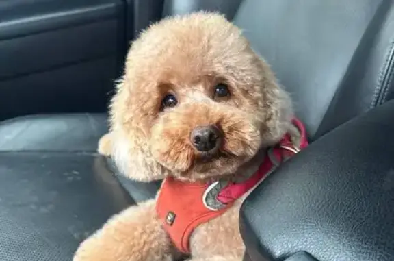 Потерянные животные Москва, фото: Пропала собака на проспекте Мира, Москва