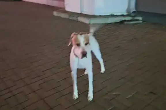 Найдена собака, Белгород, фото: Собака у универмага 