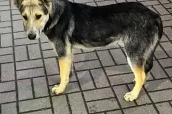 Найдена собака, Калуга, фото: Собака найдена: площадь Мира, 3, Калуга