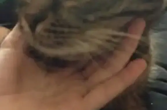 Найдена кошка, Прокопьевск, фото: Кошка найдена, пр. Строителей, 63, Прокопьевск