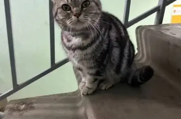 Найдена кошка, Орехово-Зуево, фото: Найдена кошка, ул. Бугрова 14А, Орехово-Зуево