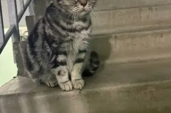 Найдена кошка, Орехово-Зуево, фото: Кошка найдена у Бугрова 14, Орехово-Зуево