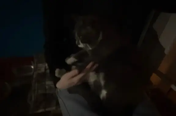 Найдена кошка, Красноярск, фото: Найден кот: Московская, 1, Красноярск