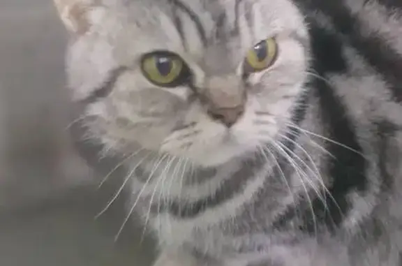 Найдена кошка, Орехово-Зуево, фото: Кошка найдена на Бугрова, 14А, Орехово-Зуево