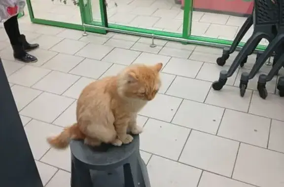 Найдена кошка, Чебоксары, фото: Кот найден в 