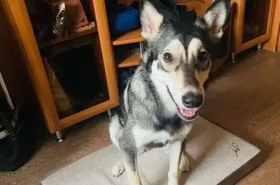 Пропала собака, Пермь, Дубровский 6