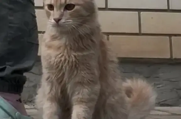 Кошки потеряшки, Тамбов, фото: Потеряшка кошка, Социалистическая, Тамбов