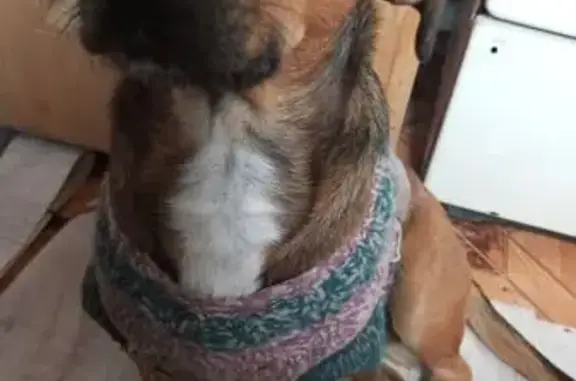 Пропала собака, ул. 3-я Линия, 71, Краснодар