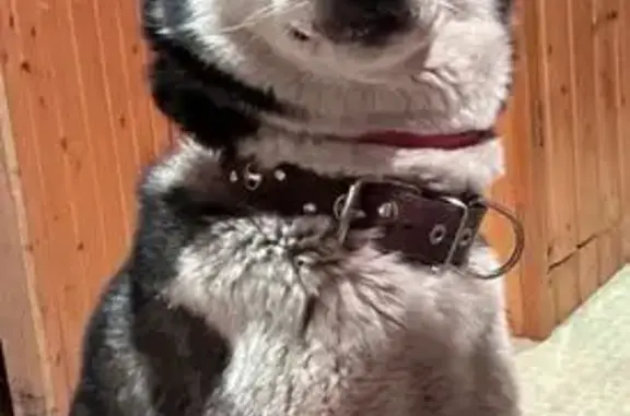 Собаки потеряшки, городской округ Новочеркасск, фото: Потеряшка хаски Рой, Сенная пл., Новочеркасск